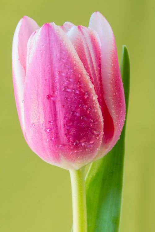 tulip flower macro