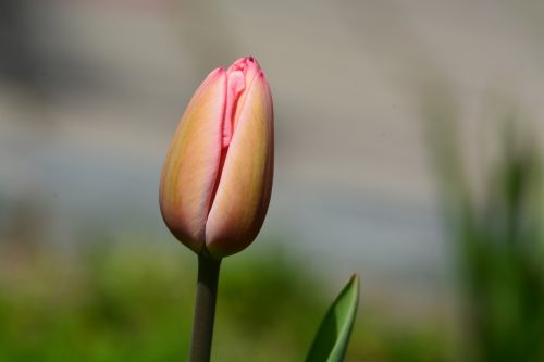 tulip spring flower buds