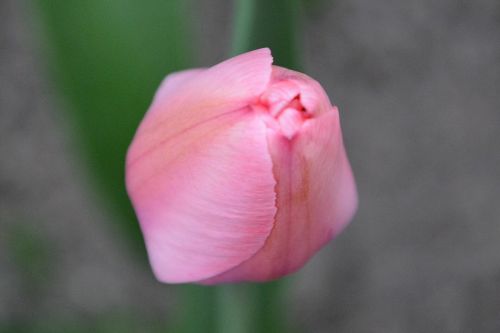 tulip pink flower buds