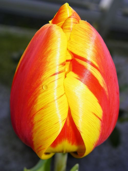 tulip red tulip floral