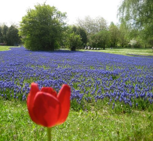 tulip nature meadow