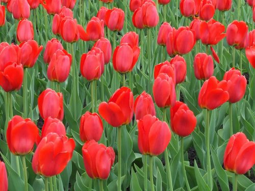 tulip red flower