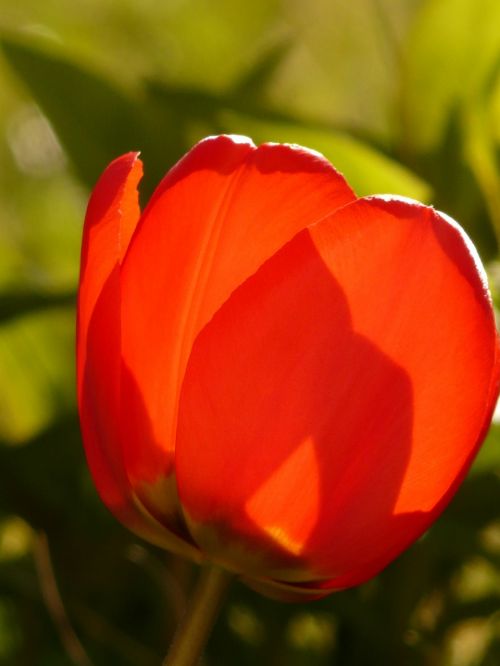 tulip red spring