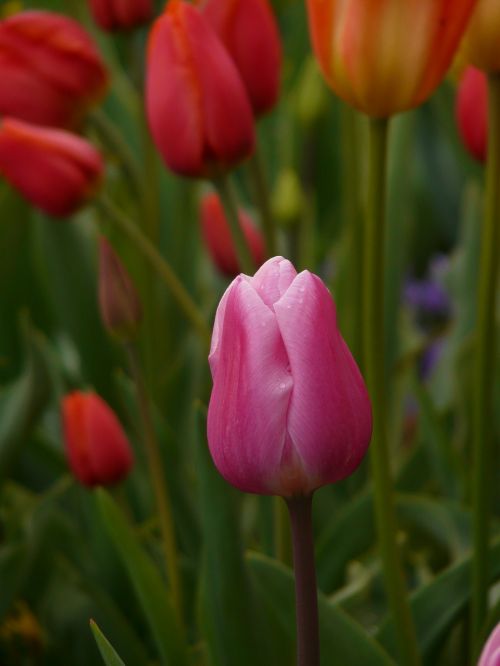 tulip pink flower