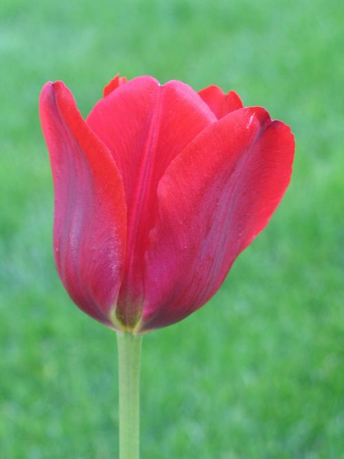 tulip grass spring