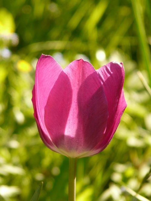 tulip pink back light