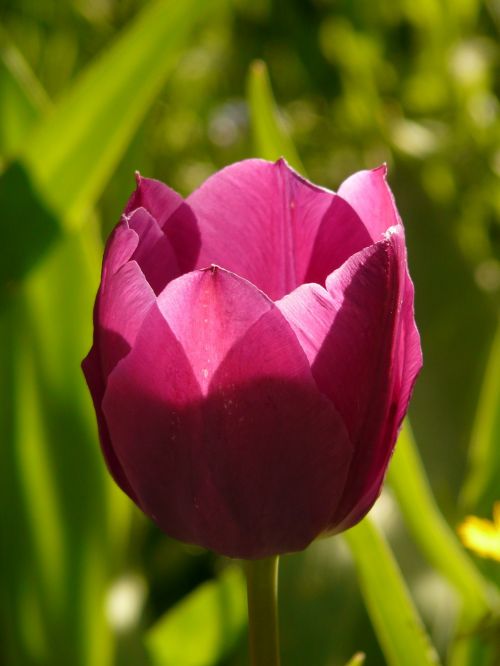 tulip pink back light