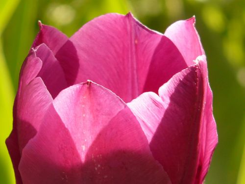 tulip pink back light