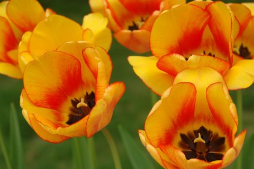 tulip yellow garden