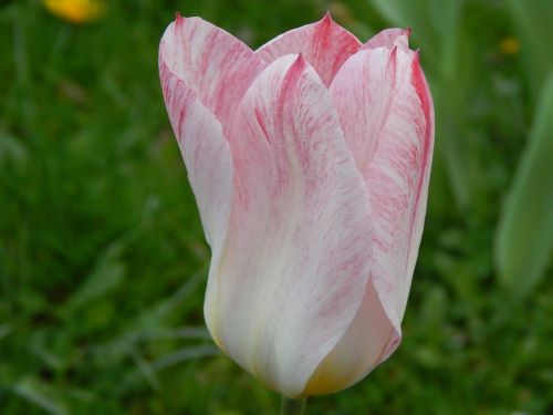 tulip white red