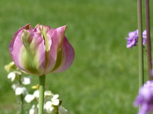 tulip spring flowers