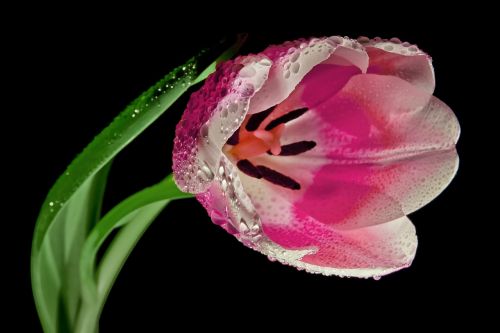 tulip blossom bloom