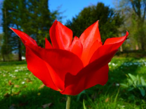 tulip red flower