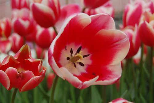 tulip pink spring