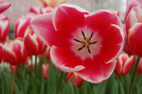 tulip pink garden