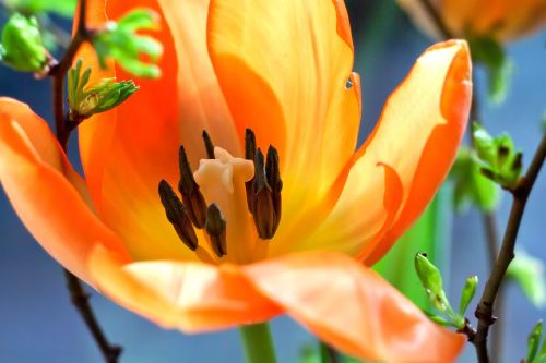 tulip macro orange