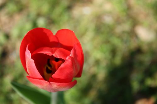 tulip flower nature