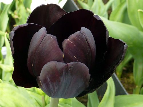 tulip flower black