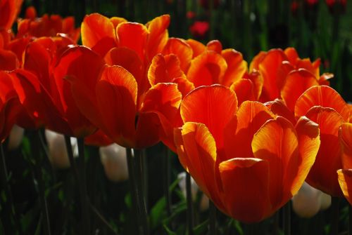tulip red nature