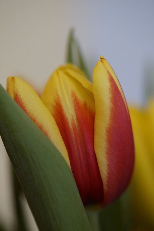 tulip spring close