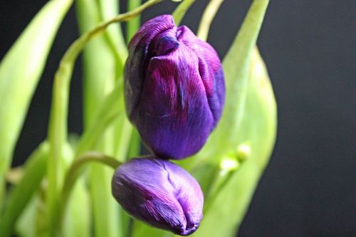 tulip spring flower