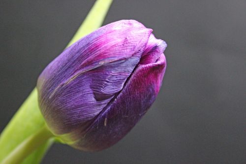 tulip spring flower