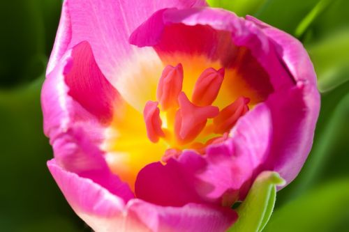 tulip spring macro