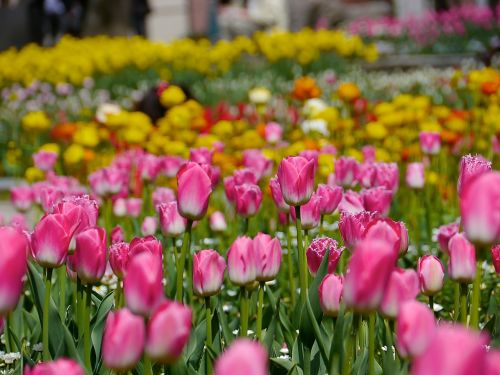 tulip flowers field