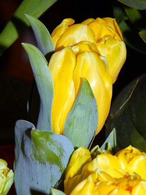 tulip yellow spring