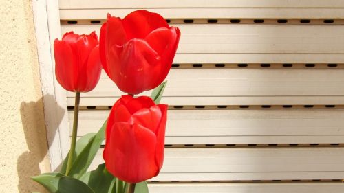 tulip red spring