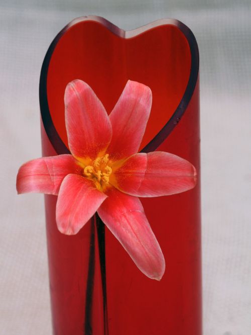 tulip macro flower vase