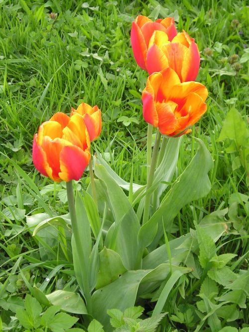 tulip grass how