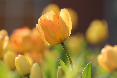 tulip yellow bright