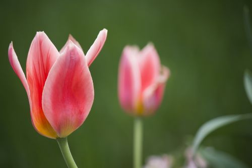 tulip plant red