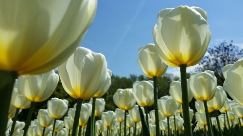 tulip flower easter