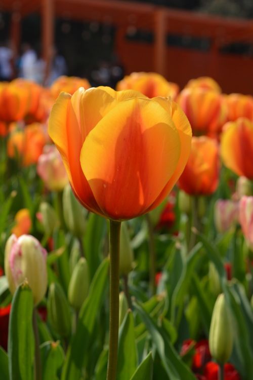 tulip yellow flower