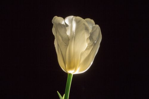 tulip flower spring