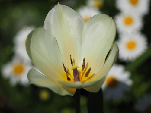 tulip white flowers