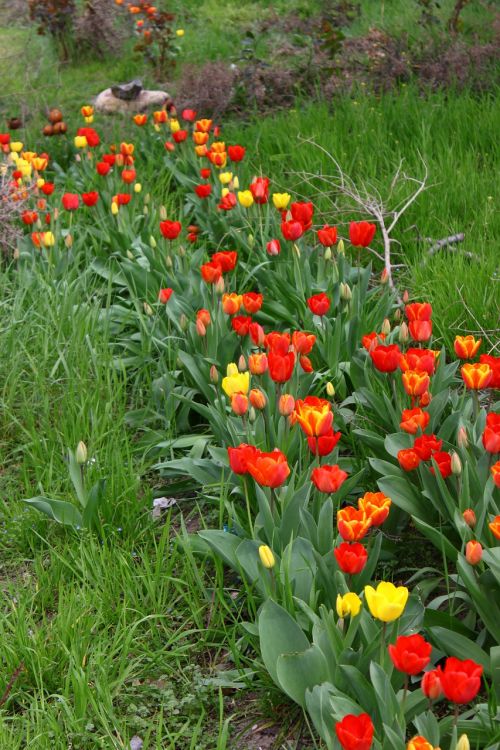 tulip tulips flowers