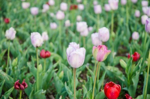 tulip flowers white flowers