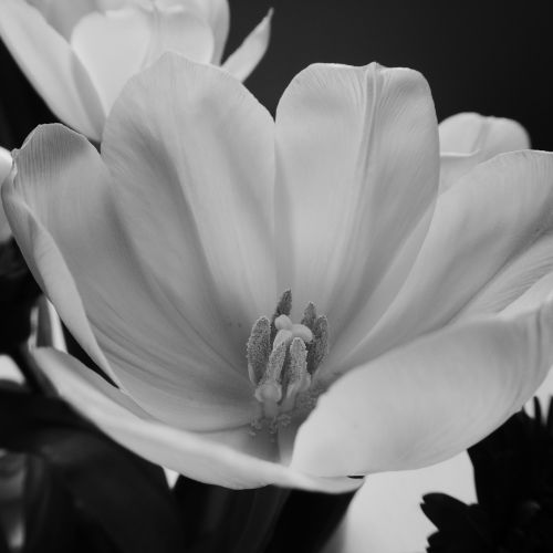 tulip blossom bloom