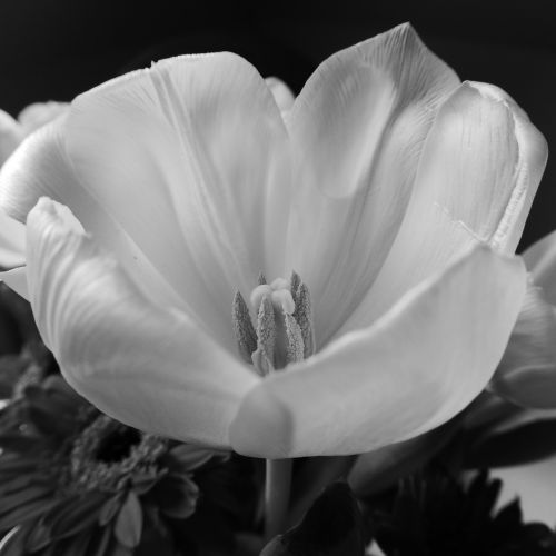 tulip blossom bloom