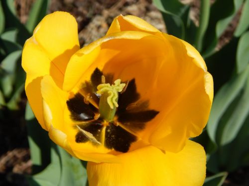 tulip yellow spring