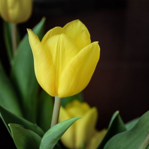 tulip flower yellow flower