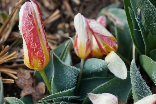 tulip flower plant