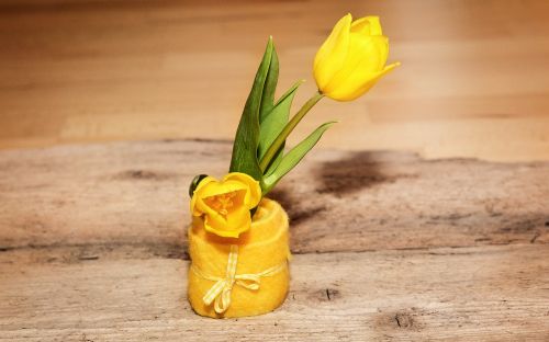 tulip yellow schnittblume