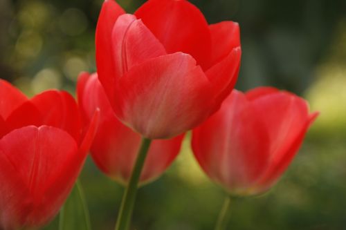 tulip red open