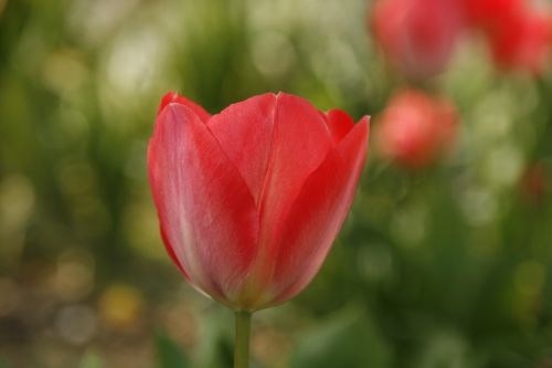 tulip red open