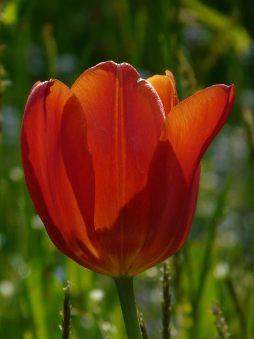 tulip red spring