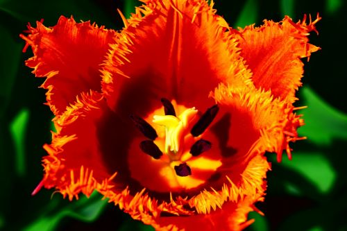 tulip red jagged